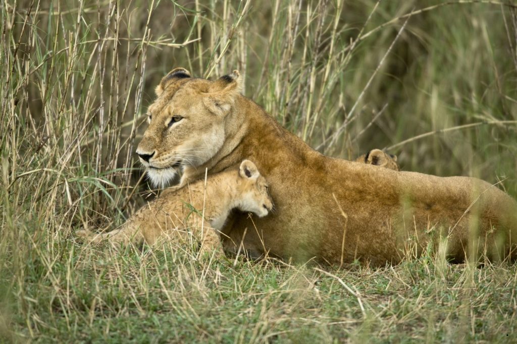 Serengeti National Park Day Trip