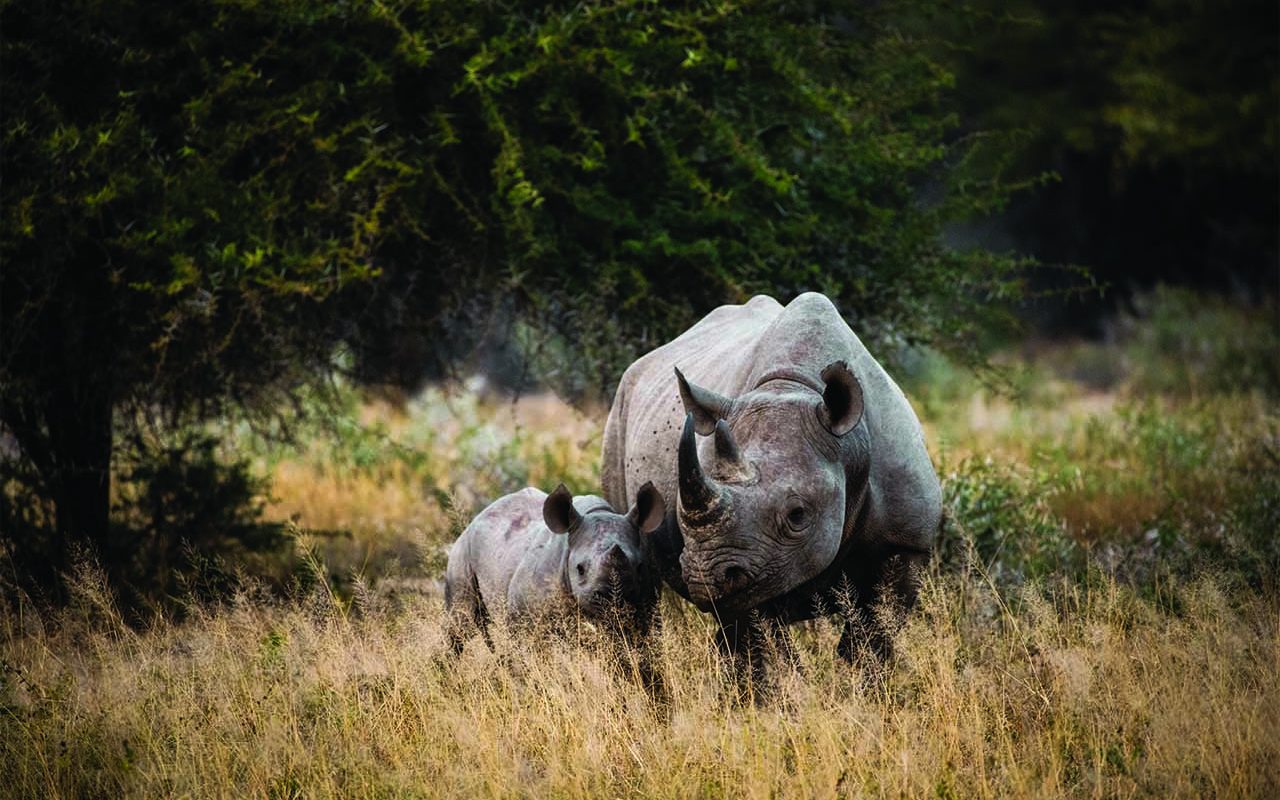 Rhino Safari